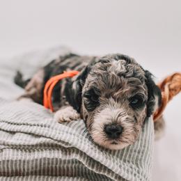 Orange Boy F1B Mini Goldendoodle - Merle male Goldendoodle puppy in Mckinney, Texas from Doodles of North Tx