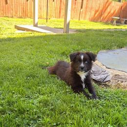 Stu - Black & white male Miniature Australian Shepherd puppy in Phillipsburg, New Jersey from Dusty Dogs Miniature Australian Shepherds