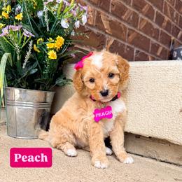 Princess Peach - Red female Bernedoodle puppy in West Haven, Utah from Split Mountain Doodles