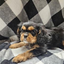 Cream - Black and tan female Cavalier King Charles Spaniel puppy in Caledonia, Michigan from Magnolia Acres