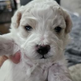 Boy 1 - White Bichon Frise puppy in Freehold, New Jersey from Michael & Nataliya's Pups