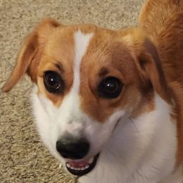 Carter - Pembroke Welsh Corgi