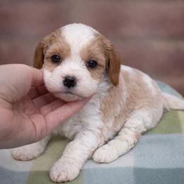 Louie (Blue Collar) - Blenheim male Cavapoo puppy in Concord, California from Lipscomb Doodles