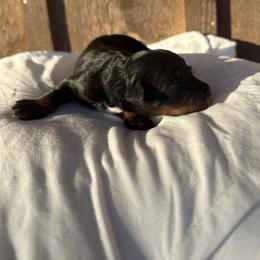 Cupid - Black tri-color male Aussiedoodle puppy in Eastland, Texas from H5 Mini Doodles
