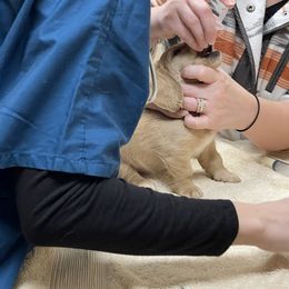 Dachshund Puppies from Island Farms Mimi’s Dachshunds Florida