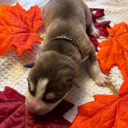 Siberian Husky Puppies from Hito's Huskies