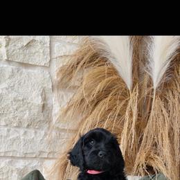 Light Pink - female Golden Mountain Doodle puppy in Leander, Texas from Olive Grove Doodles