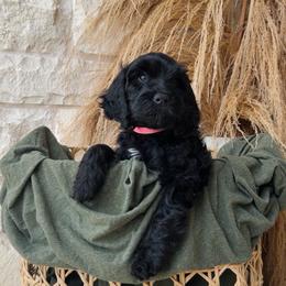 Light Pink - female Golden Mountain Doodle puppy in Leander, Texas from Olive Grove Doodles