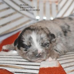 Hollis - Blue merle female Miniature Australian Shepherd puppy in Patterson, North Carolina from DreamLine Aussies