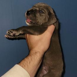 Boy 1 - Blue male Great Dane puppy in Wheatfield, Indiana from Rough Diamond Danes