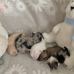 Pomeranian puppies from Highlander Pomeranians