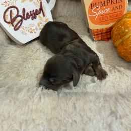 Chocolate male - Chocolate male Dachshund puppy in Pleasant Plains, Arkansas from JGBs Silver Spur Dachshunds