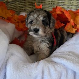 Wanda ( red collar) - Merle female Schnoodle puppy in Novinger, Missouri from Stormi Sky Schnoodles