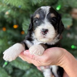Glen - Tri-color male Bernedoodle puppy in Yuciapa, California from AlltheDoodlez_