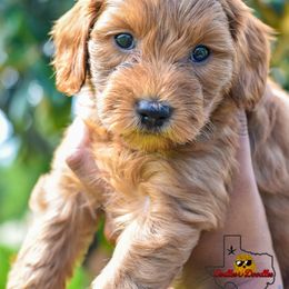 Goldendoodle Puppies from OodlesODoodles