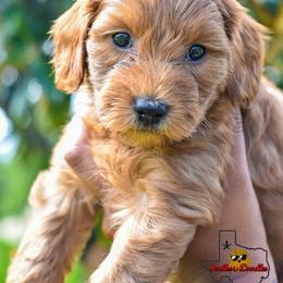 Goldendoodle Puppies from OodlesODoodles