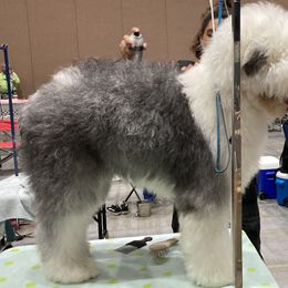 Old English Sheepdog All Grown Up from Signature’s  Old English Sheepdogs