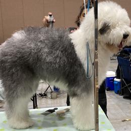 Old English Sheepdog All Grown Up from Signature’s  Old English Sheepdogs