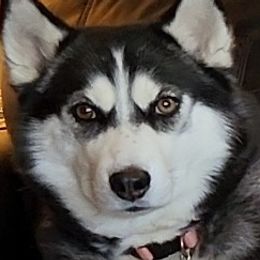 Pomskies from Samantha's Pomskies