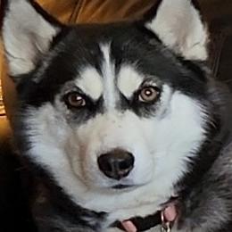 Pomskies from Samantha's Pomskies