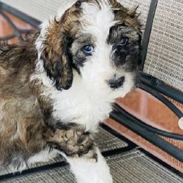 Aussiedoodles and Australian Shepherds from Royal Redwood Aussies