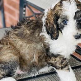 Aussiedoodles and Australian Shepherds from Royal Redwood Aussies