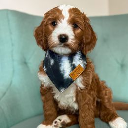 Rome - Red  Goldendoodle puppy in Chattanooga, Tennessee from Ruby's Kit & Ka'Doodles