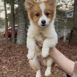 Anthem - Red male Pembroke Welsh Corgi puppy in White, Georgia from Royal Diamond Corgis