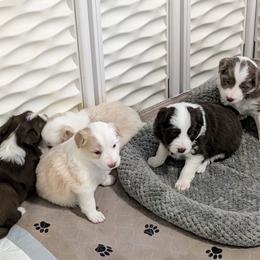 Border Collie puppies from Double4farms