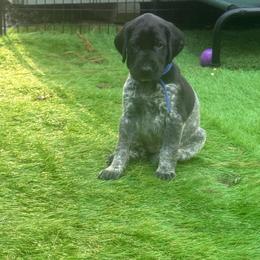Blue collar female - Black female German Shorthaired Pointer puppy in Rincon, Georgia from South Creek Kennels / SCK Gun Dogs