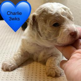 Charlie - Parti male Poodle puppy in Mineral Wells, Texas from S.H.A.R.P.’s Toy Poodles