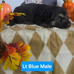 Light Blue Collar - Black and silver male German Shepherd puppy in Cadet, Missouri from Working Valley Shepherds