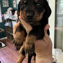 Dachshund Puppies from Memaw’s Minis Babies Doxies