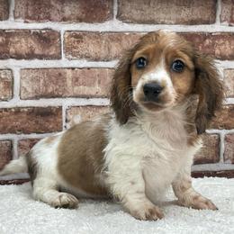 Kurt - Dapple male Dachshund puppy in Industry, Illinois from KDKs Kennels