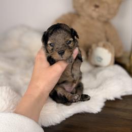 Blossom - Blue merle female Aussiedoodle puppy in Sweetwater, Florida from Sandy Snout Doodles