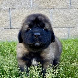 Nala - Sandy female Leonberger puppy in Saratoga Springs, Utah from Echo River