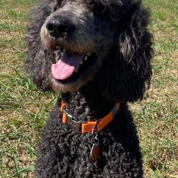 Giant Schnauzers and Poodles from Mississippi Poodles, Doodles and Giants