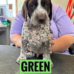 Green Boy - Liver and white male German Shorthaired Pointer puppy in Dearborn, Missouri from Hardwood Kennels