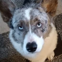 American Corgis, Australian Cattle Dogs, Cardigan Welsh Corgis, and Pembroke Welsh Corgis from Moonlit Ranch