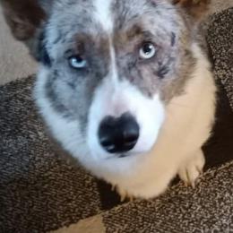 American Corgis, Australian Cattle Dogs, Cardigan Welsh Corgis, and Pembroke Welsh Corgis from Moonlit Ranch
