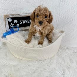 Potato - Cafe au lait male Poodle puppy in Florida from Adorable Toy-Miniature Poodles