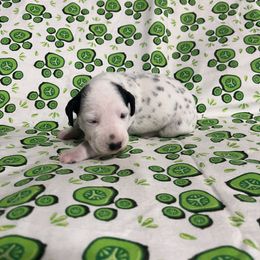 Pearl - White and black female Dalmatian puppy in Claremore, Oklahoma from Lotsofdots Dalmatians