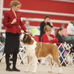 Cocker Spaniels and Saint Bernards from Hirt House Saints