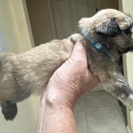 AKC Boy 1 blue collar - Cream male Lhasa Apso puppy in Chico, California from Lhasa Apsos of northern Ca . Biewer terriers of northern California