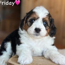 Friday - Black tri-color female Aussiedoodle puppy in Lancaster, Minnesota from Finney Ranch