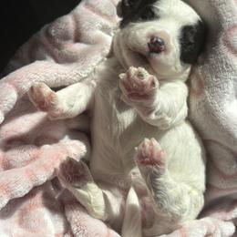 Maltipoo Puppies from Sunshine’s Maltipoo’s