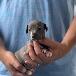 Boy 3 - Blue male Italian Greyhound puppy in Sugar Valley, Georgia from Pinnacle Farm and Kennel