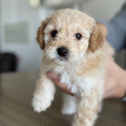 Piper - female Cavapoochon puppy in Mt. Pleasant, Iowa from Platinum Premier Puppies