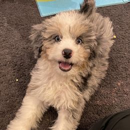 Aussiedoodles from Lovable Doodles SA