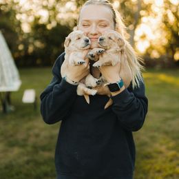 Goldendoodle and Golden Retriever Puppies from Front Porch Goldens